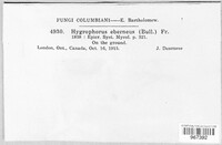 Image of Hygrophorus eburneus